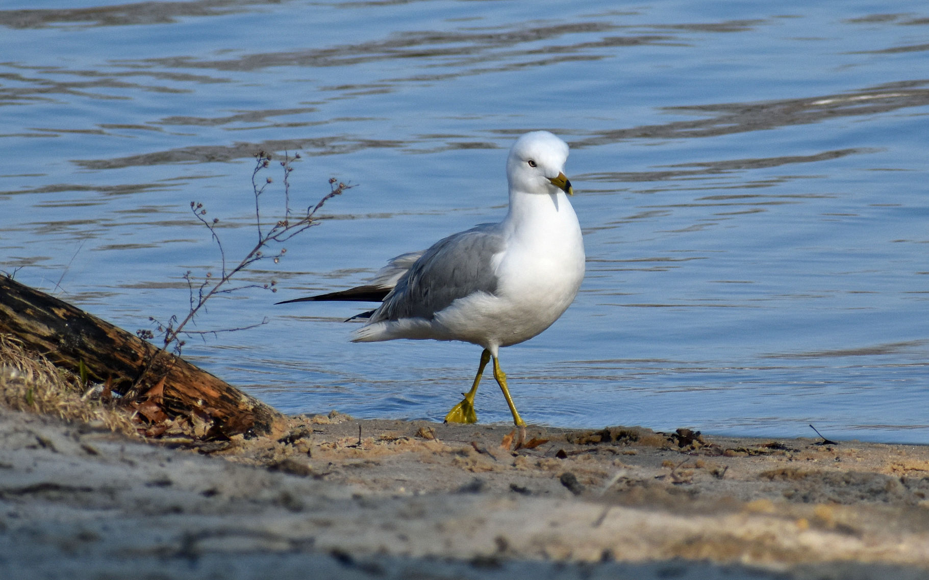 Seagull